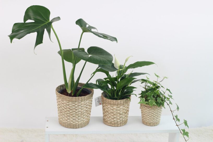 trzy kwiatki w jasnych doniczkach