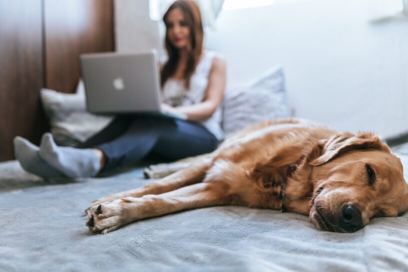 Dziewczyna z komputerem na kanapie i pies labrador